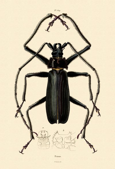Long-horned Beetle by French School